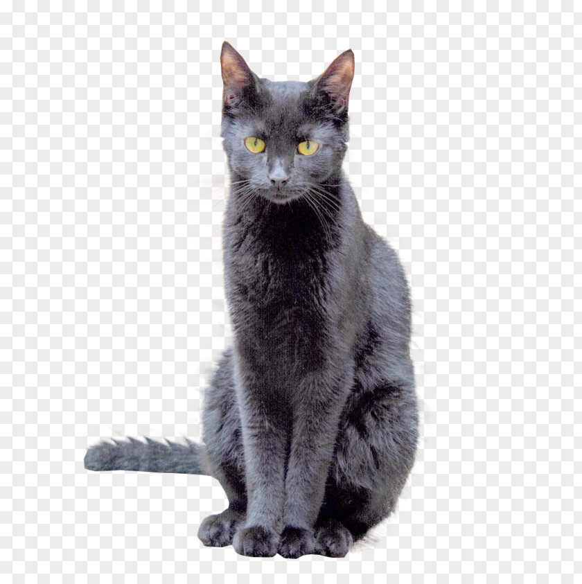 Sylvester Cat Korat European Shorthair Russian Blue Bombay Chartreux PNG