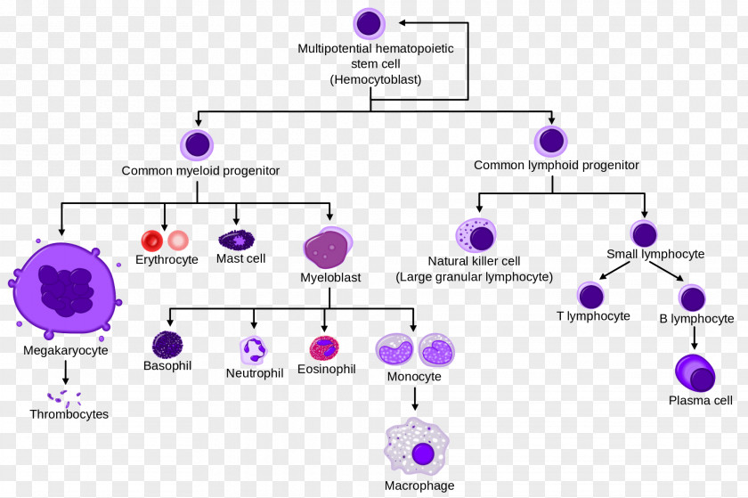 Blood Hematopoietic Stem Cell Haematopoiesis PNG