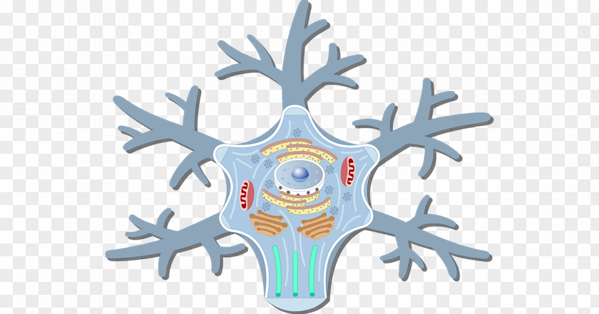 Motor Neuron Soma Cell Neurofilament PNG