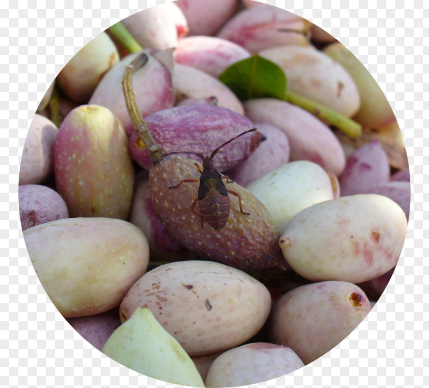 Pistacia Etna Bio Soc Coop Agricola Bronte, Sicily PISTACIA ETNA BIO Soc. Coop. Pistachio Organic Food Farming PNG