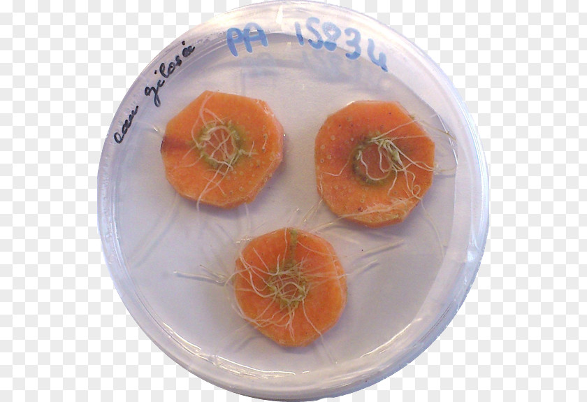 Rhizobium Rhizogenes Agrobacterium Tumefaciens Hairy Root Culture Bacteria Rhizosphere PNG