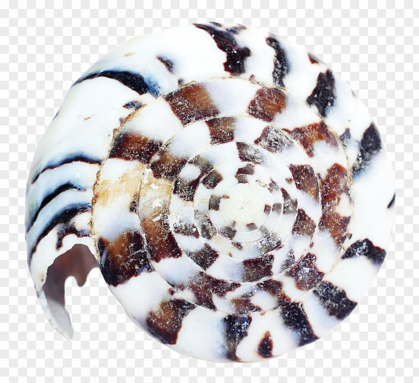 Sea Shell Urchin Seashell Clam PNG