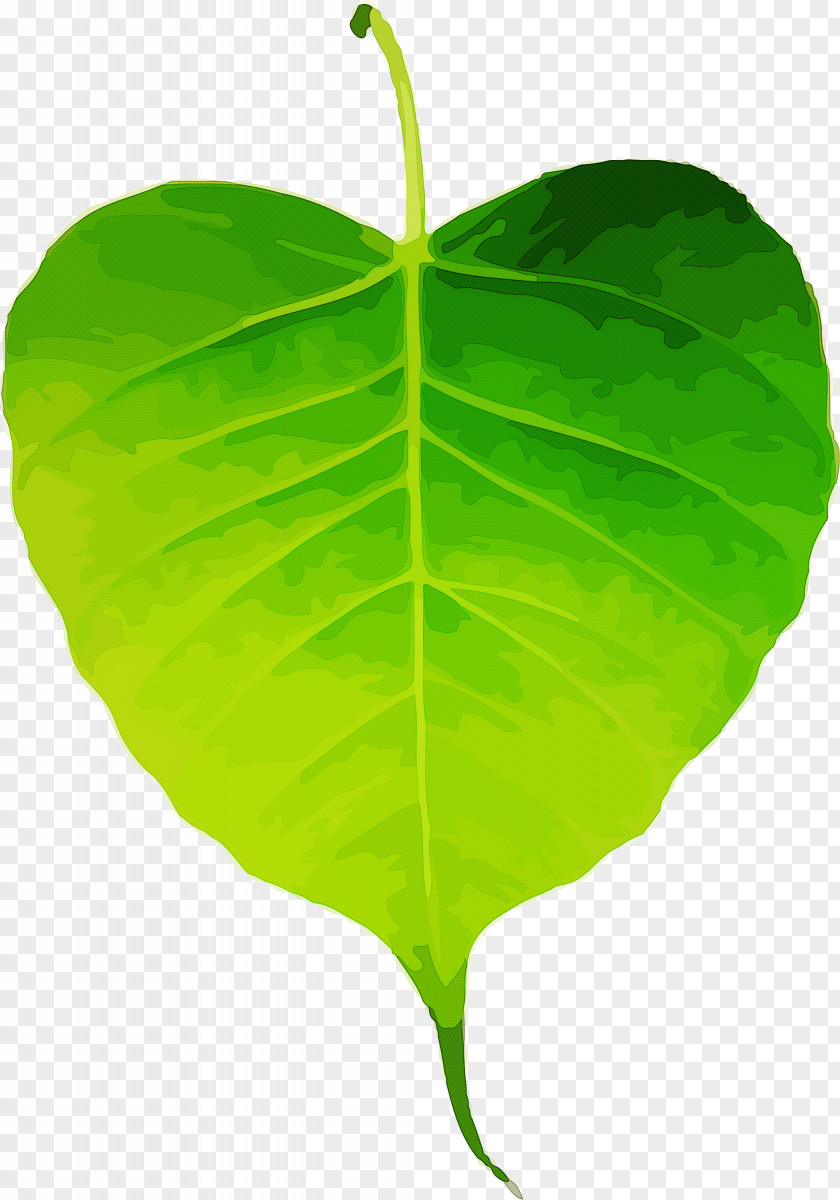 Bodhi Leaf Day PNG