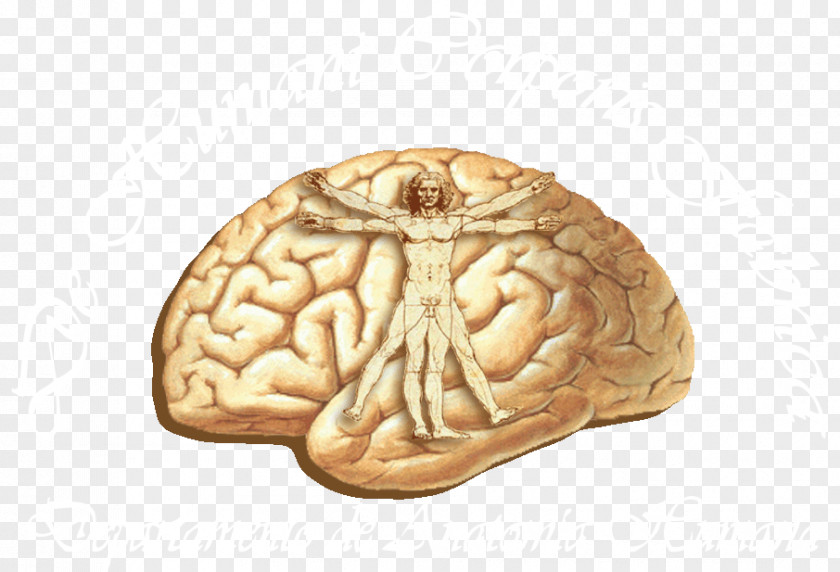 Brain Human Cerebral Cortex Anatomy Lobes Of The PNG