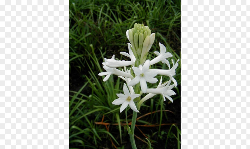 Bulb Tuberose Hyacinth Crinum PNG