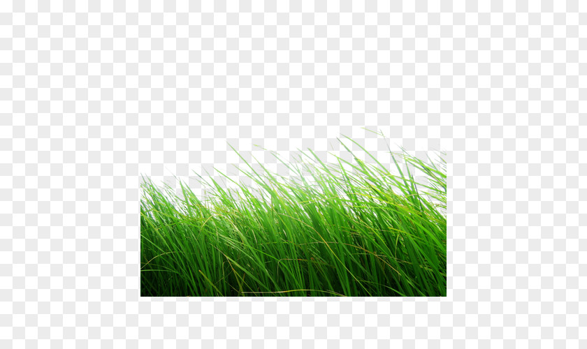 Green Grass Display Resolution Clip Art PNG