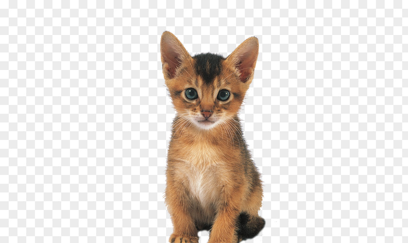 Kitten Abyssinian Whiskers American Wirehair German Rex PNG