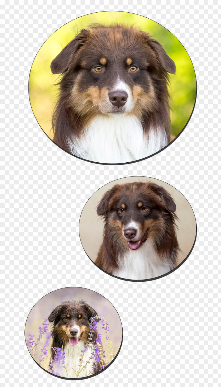 Redskin Dog Breed Australian Shepherd Miniature American Shetland Sheepdog Border Collie PNG