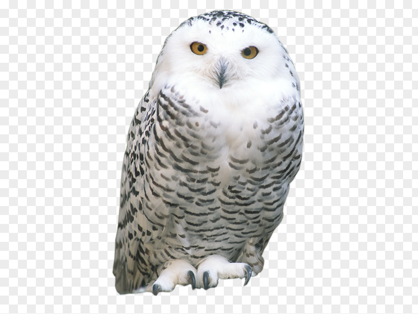 Animal Owl Tawny Snowy Eurasian Eagle-owl Bird Striginae PNG