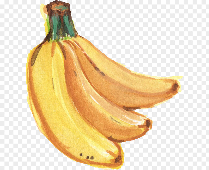 Banana Saba Watercolor Painting PNG