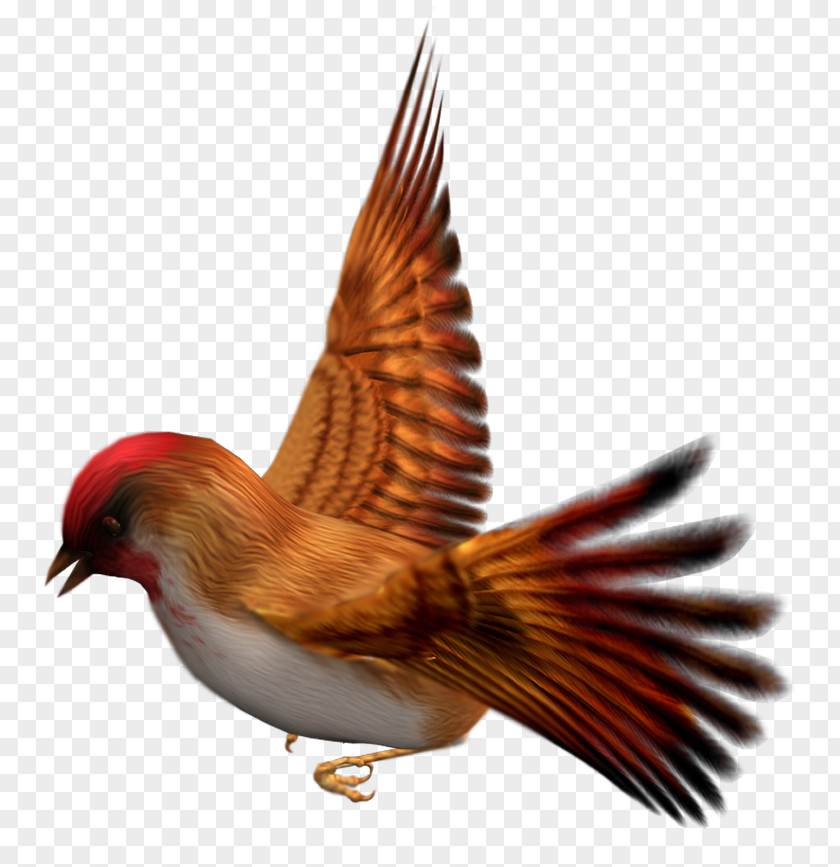 Birds Bird Zebra Finch Clip Art PNG