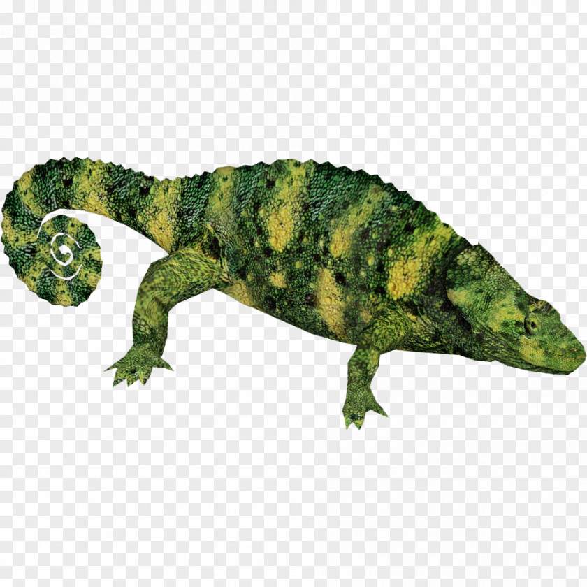 Chameleon Reptile Common Iguanas Lizard Chameleons Amphibian PNG