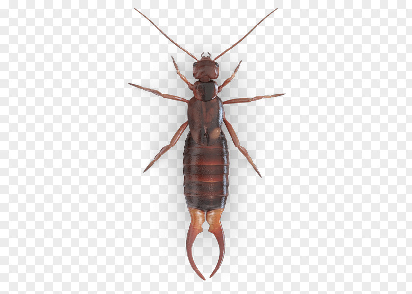 Cockroach German Mosquito Beetle Earwig PNG