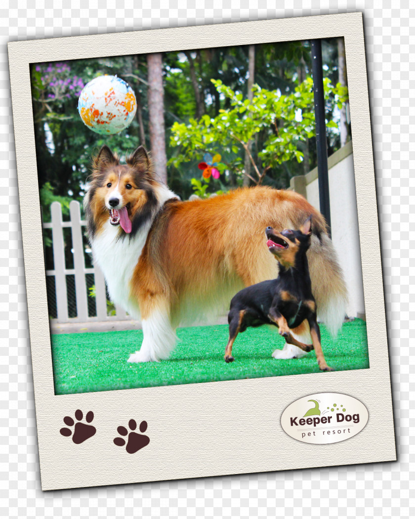 Dog Breed Companion Group (dog) Pet PNG