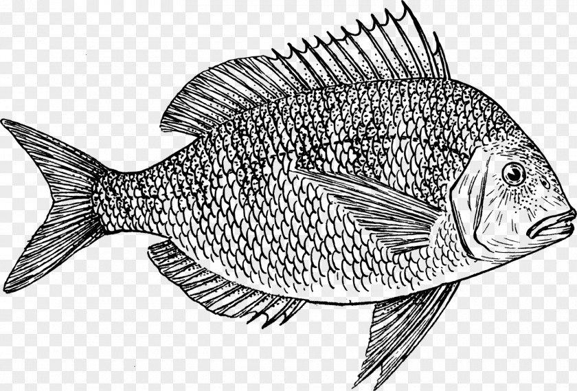 Fish Scup Drawing Clip Art PNG