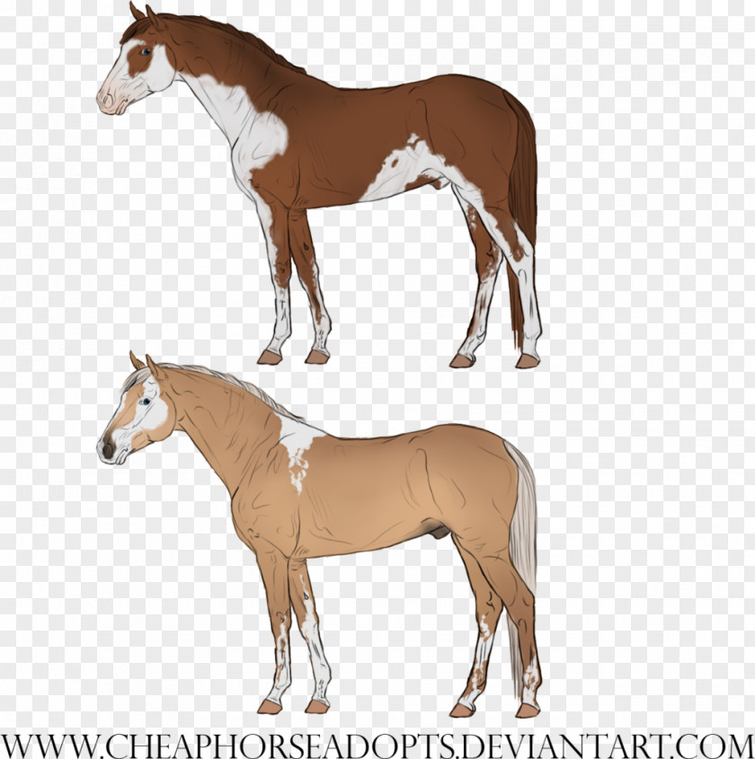 Minimal Tobiano Mustang Foal Mare Halter Stallion PNG