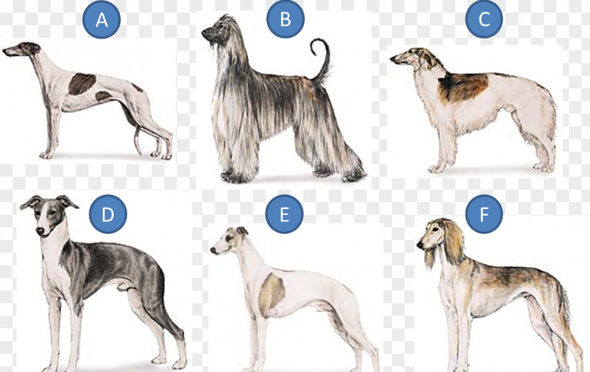 Rutherford B Hayes Whippet Greyhound Hortaya Borzaya Mudhol Hound Silken Windhound PNG