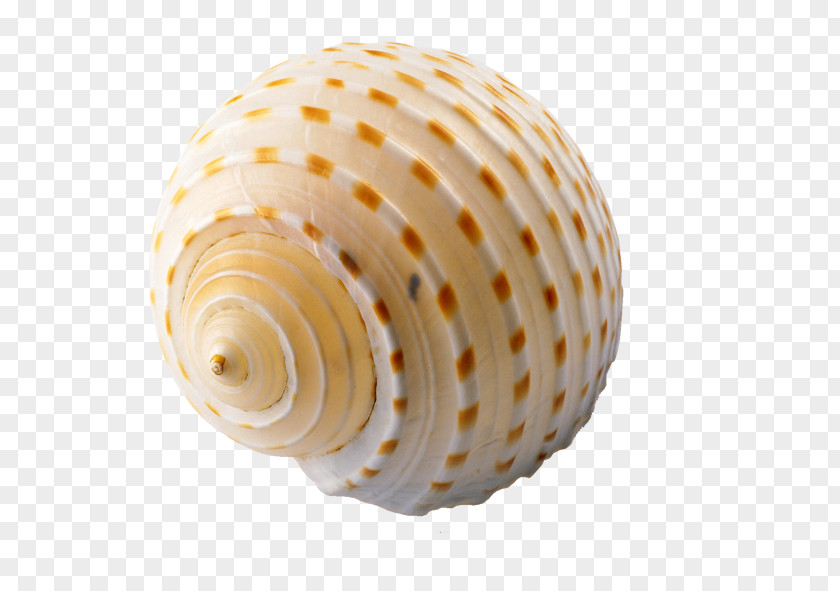 Shell Seashell Clip Art PNG