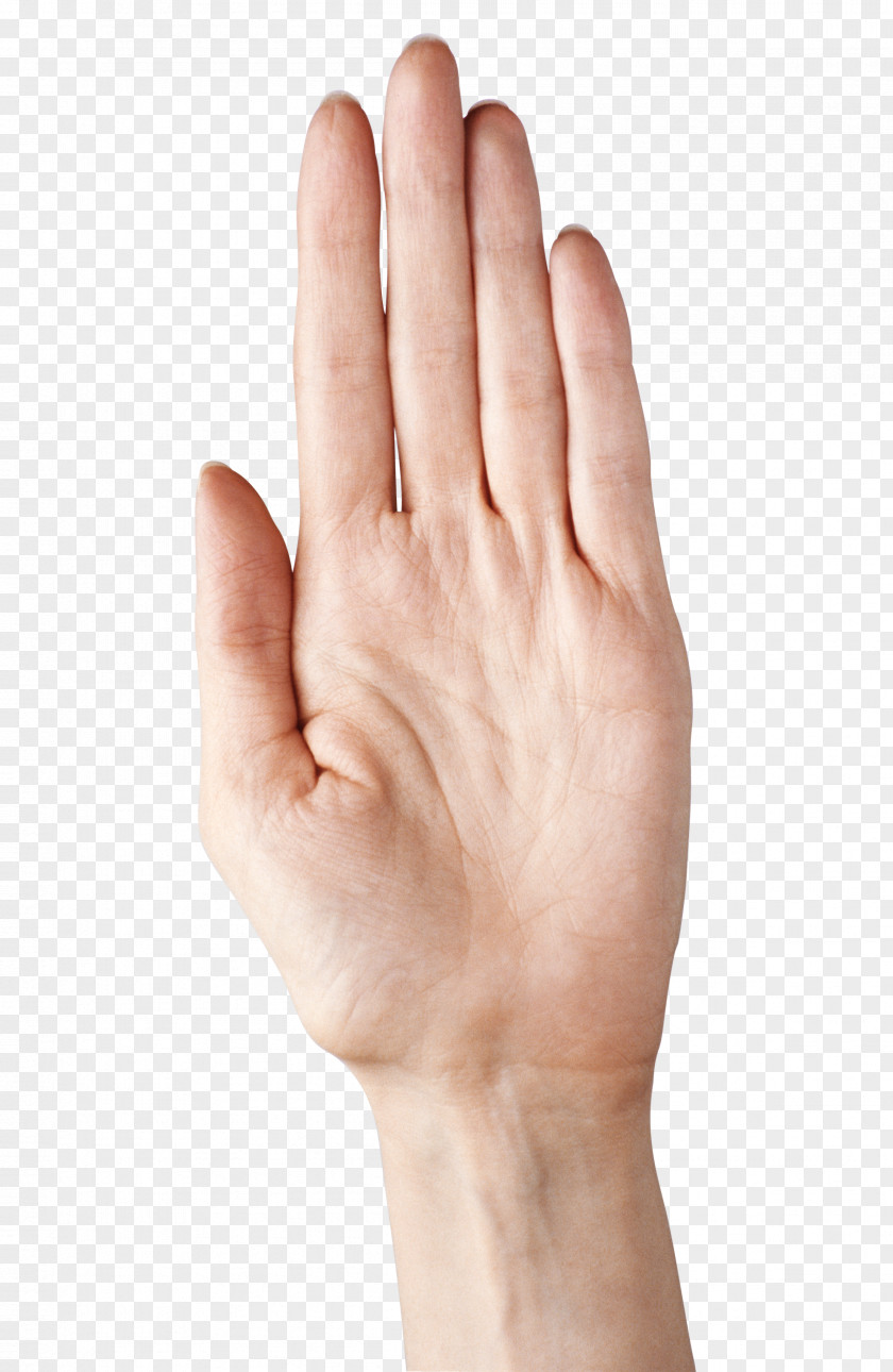 Thumb Nail Upper Limb Hand Model PNG limb model, Showing Five Fingers , left human palm clipart PNG