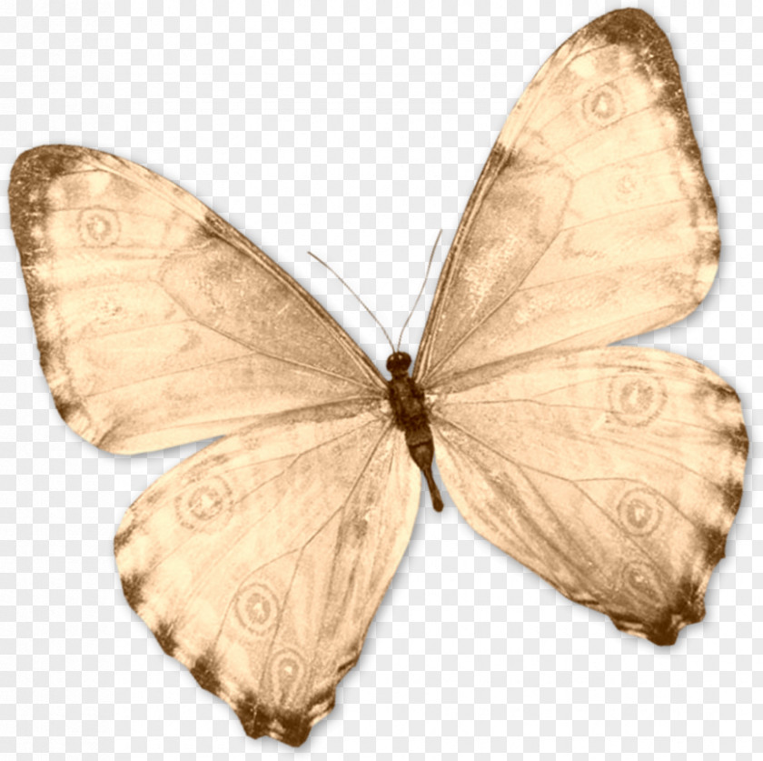 Butterfly Stamp Our Daily Bread Bible Nymphalidae Second Epistle To The Corinthians PNG