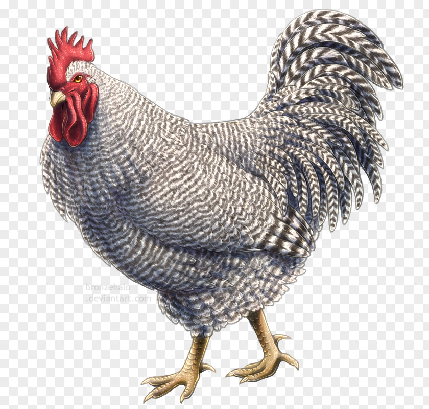 Chicken Sketch Rooster Plymouth Rock Bird DeviantArt Drawing PNG