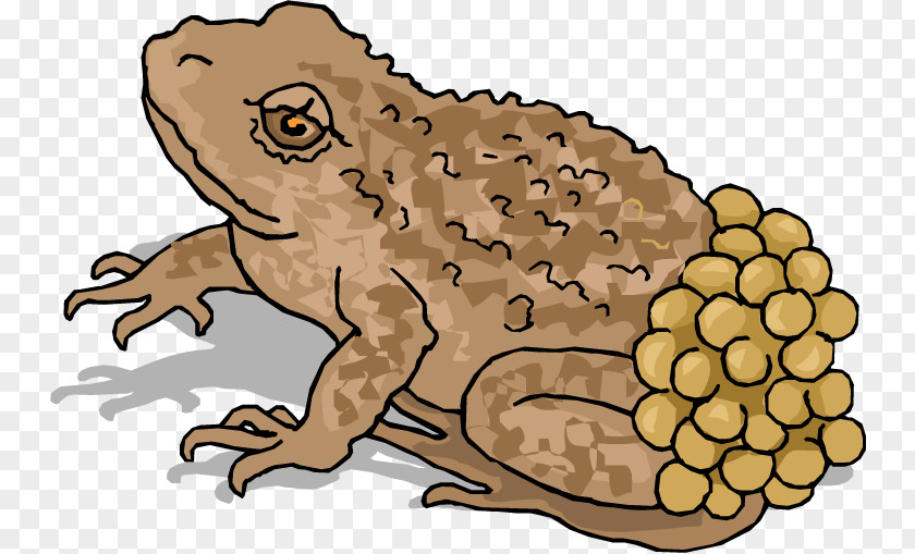 Cliparts Brown Egg Southern Tree Frog Clip Art PNG