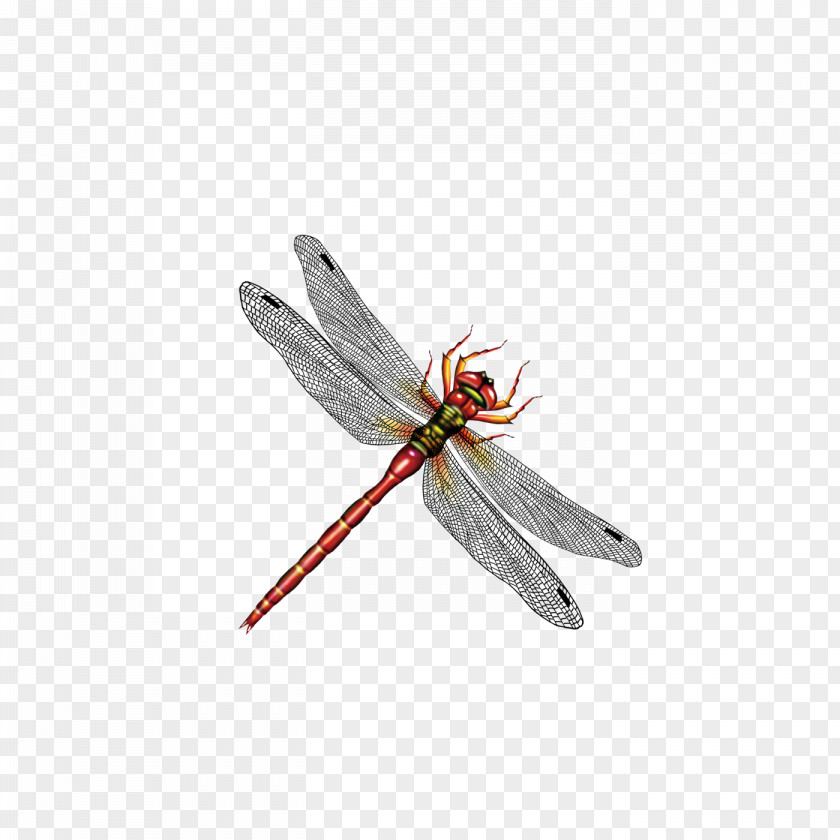 Dragonfly Insect Computer File PNG