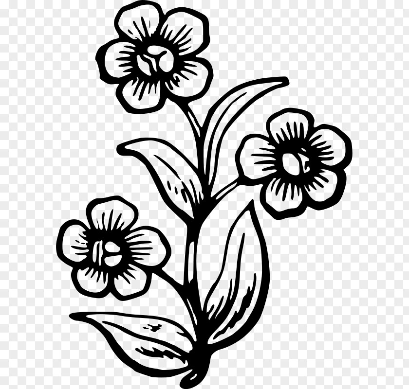 Drawing Flower Wildflower Painting PNG