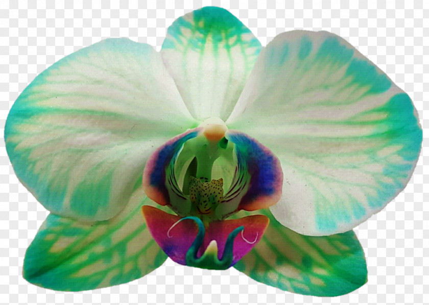 Flower Moth Orchids Photography Petal PNG