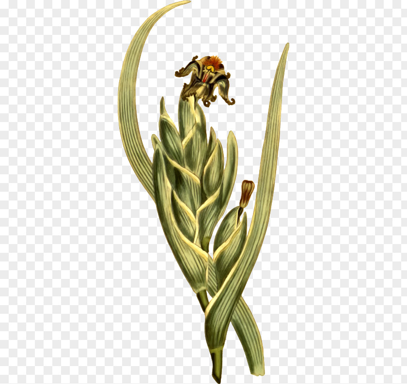 Green Ferrari Plants Botanical Name Botany Flower Clip Art PNG