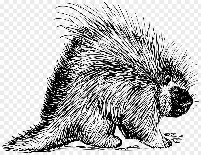 Hedgehog North American Porcupine Rodent Beaver PNG