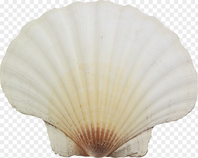 Natural Material Shellfish Seashell White PNG