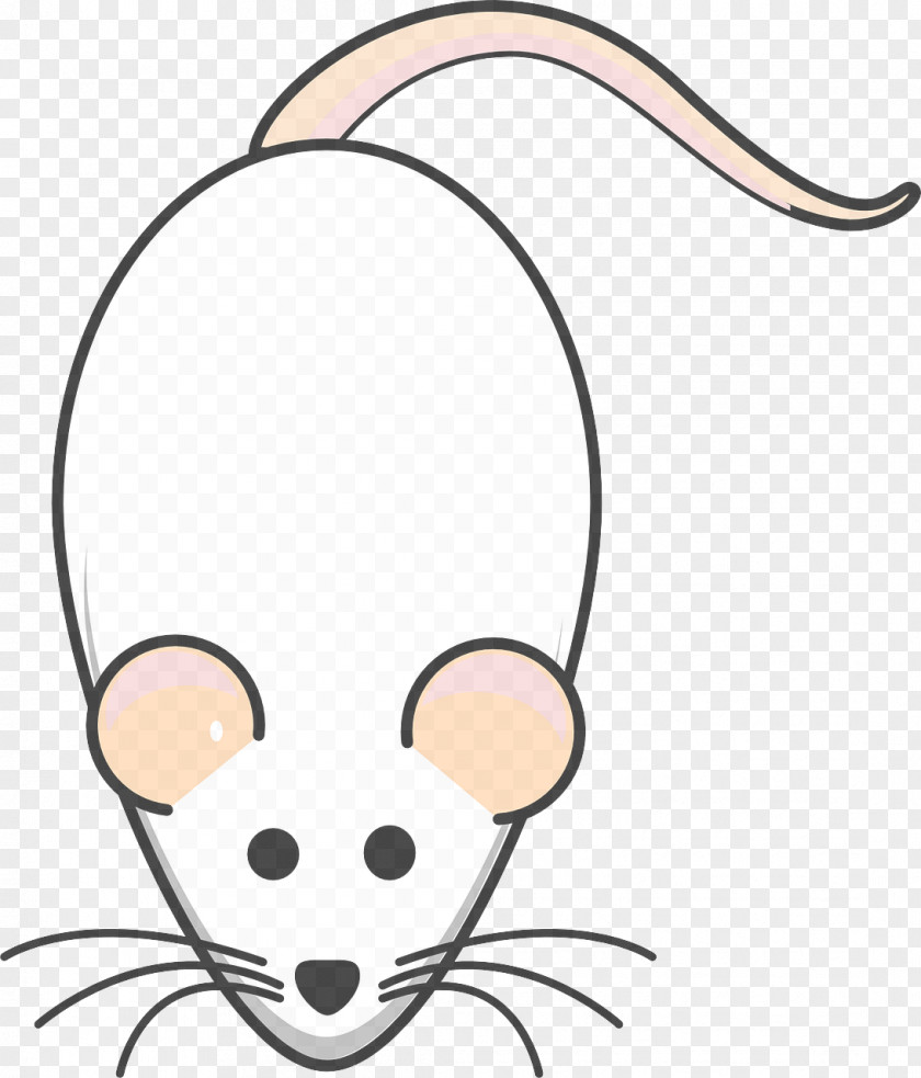 Tail Whiskers Head Nose Snout Rat Cartoon PNG