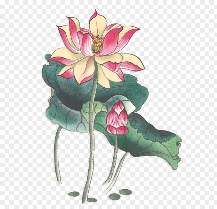 Watercolor Lotus Material Nelumbo Nucifera Ink Wash Painting Chinoiserie PNG