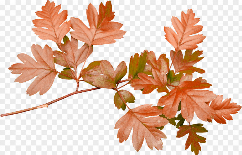 Autumn Leaves Paper Leaf Flower Clip Art PNG