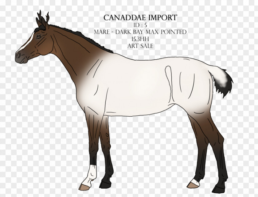 Bay Max Foal Bridle Stallion Mane Pony PNG