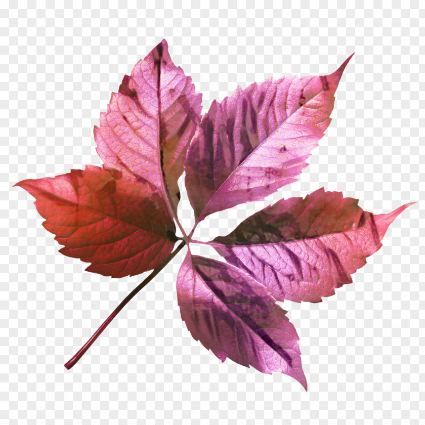 Perennial Plant Tree Pink Flower Cartoon PNG