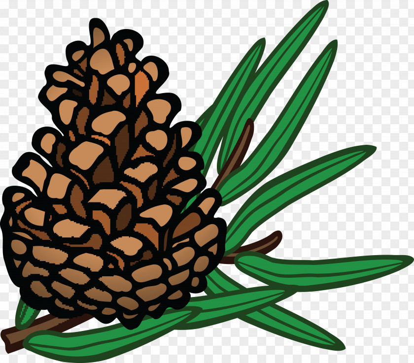 Pine Branches Buckle Clip Free Conifer Cone Conifers Coulter Art PNG