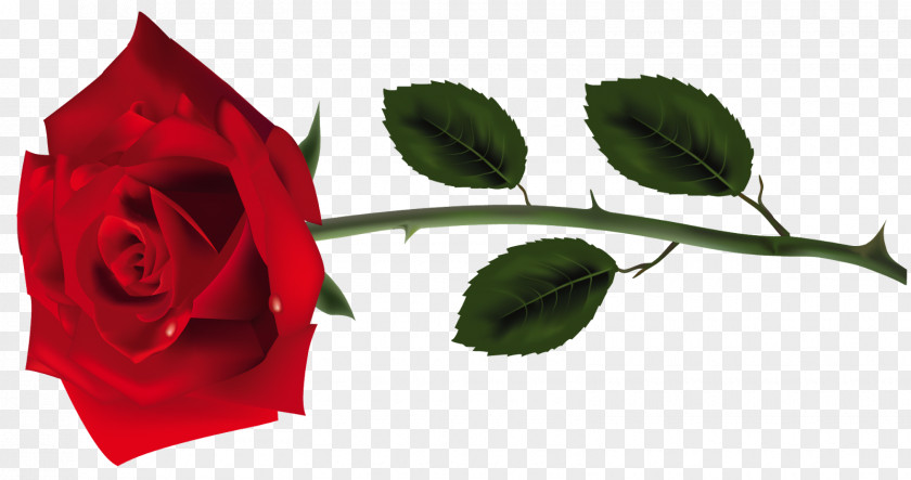 Rosas Vermelhas Garden Roses Verse Red Song Bar PNG