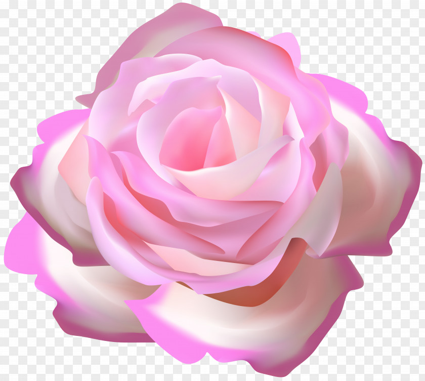 Rose Garden Roses Pink Cabbage Blue PNG