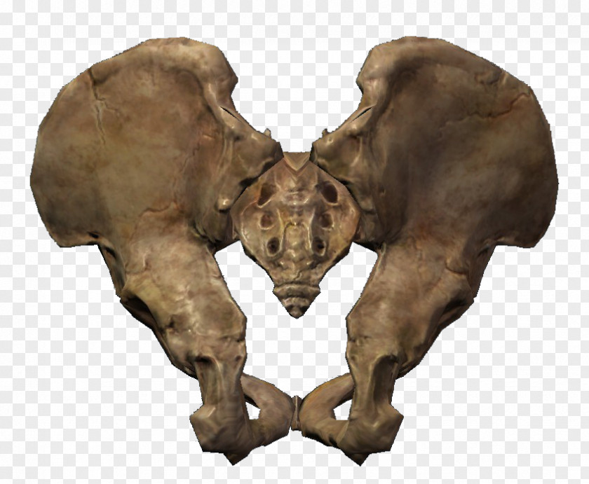 Bones The Elder Scrolls V: Skyrim Online Hip Bone Pelvis PNG