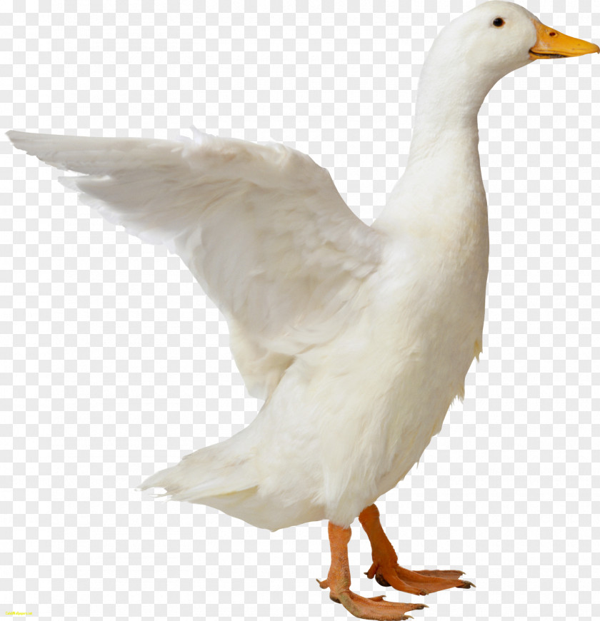 Duck American Pekin Clip Art PNG