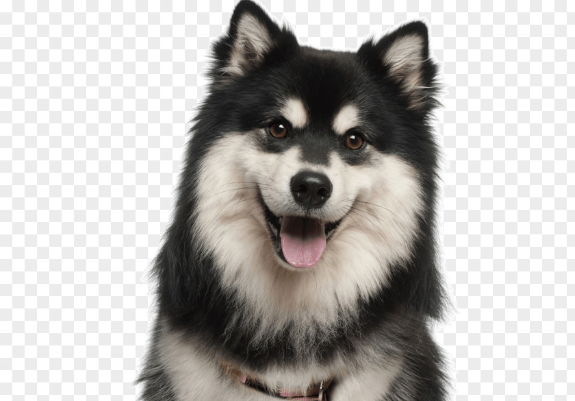 Icelandic Sheepdog Sled Dog Cartoon PNG