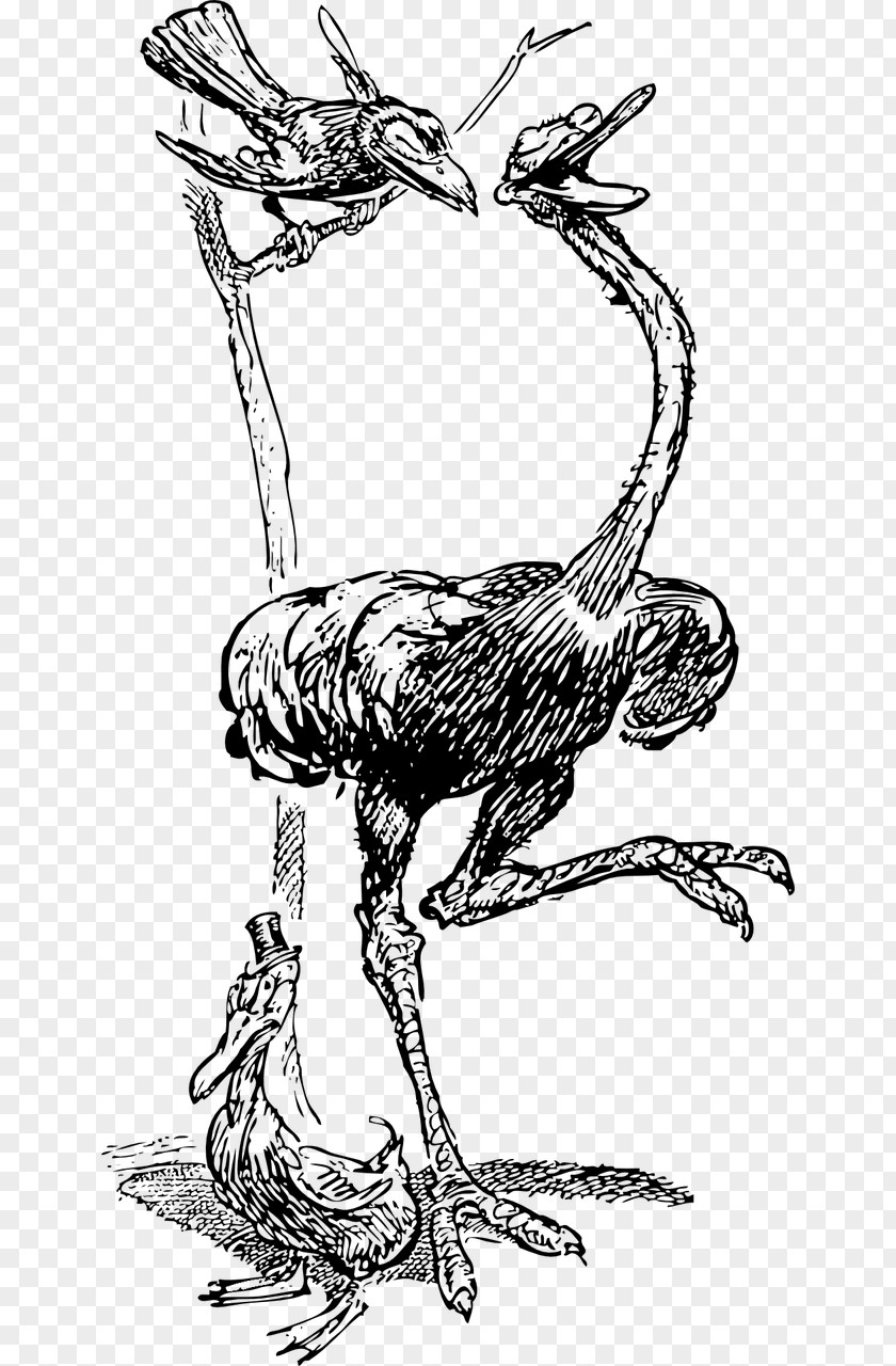 Ostrich American Crow Bird Common Raven Clip Art PNG