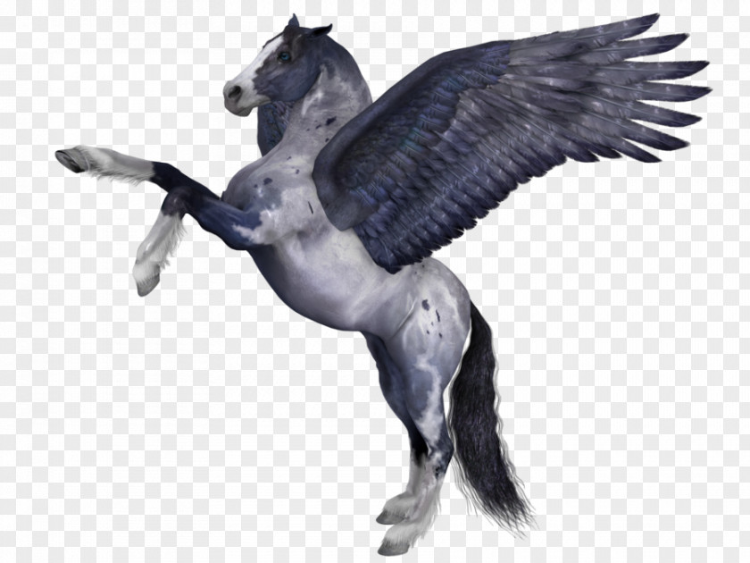 Pegasus Pony Wing Pintabian PNG