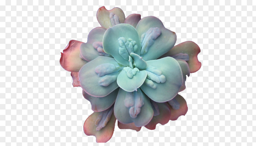 Plant Echeveria Elegans Succulent Molded Wax Agave Cactaceae Simulans PNG