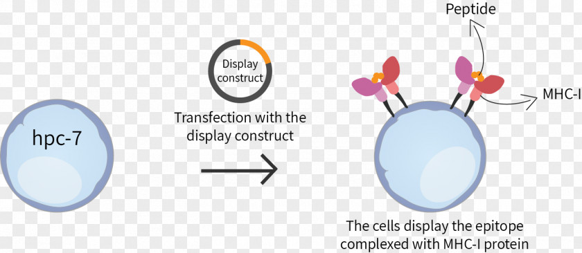 Dendritic Cell Major Histocompatibility Complex Epitope T-cell Receptor MHC Class I T PNG