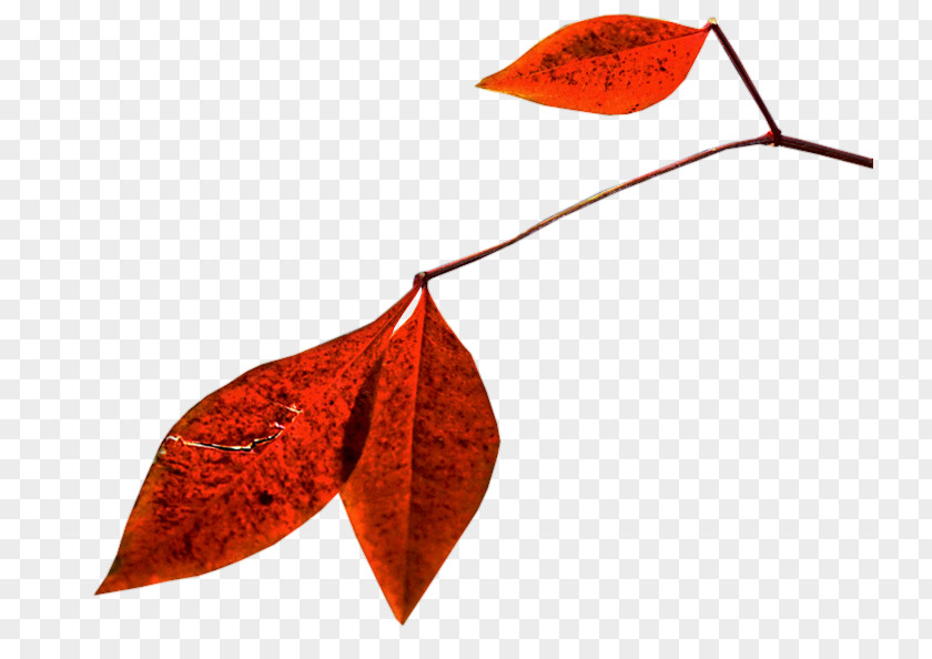 Leaf PlayStation Portable Autumn Kumquat PNG