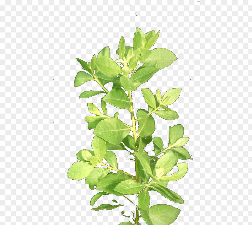 Leaf Pluchea Indica Plant Stem Herb Disease PNG