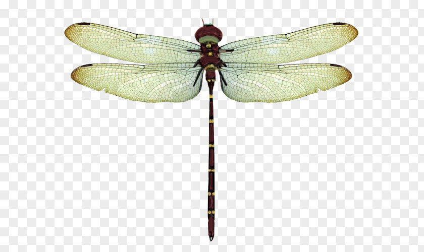 Lovely Dragonfly Round2 Android Pterygota PNG